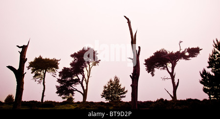 Silhouette Baumstümpfe auf Broc Hügel bedeckt und nebligen Tag im Frühsommer Cannock Chase Country Park AONB (Bereich ausgegebener Stockfoto