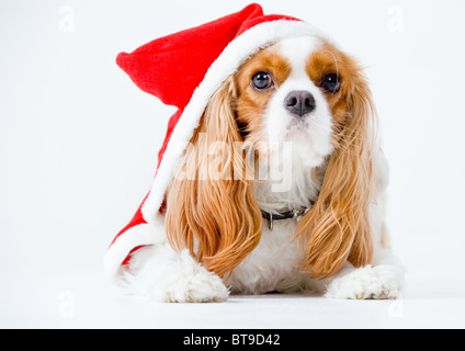 Ein cavalier King Charles Hund in eine Weihnachts-Outfit gekleidet. Stockfoto