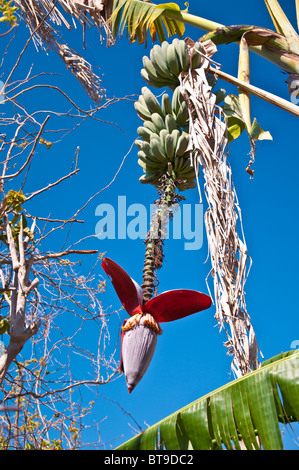 Bananenstaude mit Banane Trauben und gegen dunkelblauen Himmel blühen Stockfoto