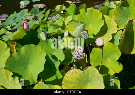 Dusche-Kopf-Pflanzen am Rand des Wassers an einem tropischen Teich in Palma Sola Botanical Garden Stockfoto