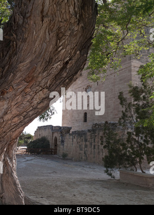 Riesige Pfefferbaum in Kolossi Burg, Limassol, Zypern Stockfoto