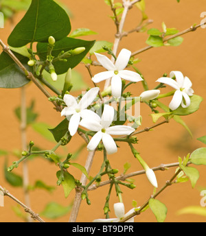 Azoren-Jasmin-Pflanze in voller Blüte Stockfoto