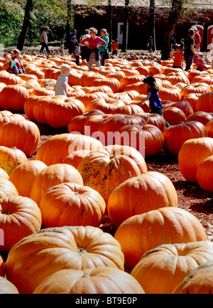 Kinder spielen unter übergroßen Kürbissen zum Verkauf auf einem Bauernhof in der Nähe von Dawsonville, Georgia. Stockfoto