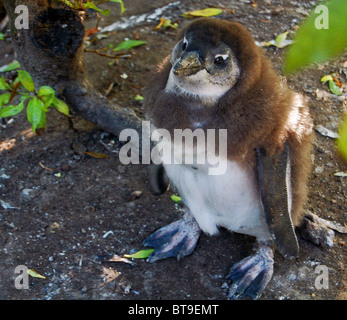 Baby-Pinguin Stockfoto