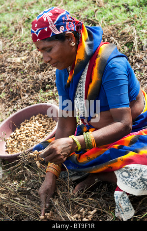 Indische Frau Ernte Erdnüsse. Andhra Pradesh, Indien Stockfoto