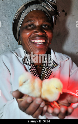 Geflügel-Projekt von einer Frauengruppe, Frau mit Küken, Lady Frere, Eastern Cape, Südafrika, Afrika Stockfoto