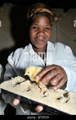 Geflügel-Projekt von einer Frauengruppe, Frau mit Küken, Lady Frere, Eastern Cape, Südafrika, Afrika Stockfoto