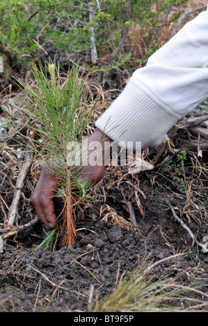 Hand auf einer Kiefer Bäumchen, Aufforstung, Erstellung von einem Pinienwald in der zerklüfteten Berge in der Nähe von Cata-Dorf in der ehemaligen Stockfoto