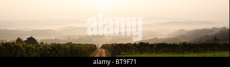 Morgennebel, Weinberg in Langegg in der Nähe von St. Stefan Ob Stainz, Schilcher Wein Route, Steiermark, Austria, Europe Stockfoto