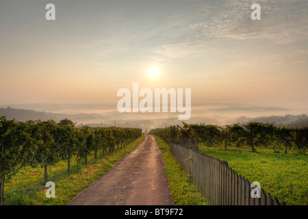 Morgennebel, Weinberg in Langegg in der Nähe von St. Stefan Ob Stainz, Schilcher Wein Route, Steiermark, Austria, Europe Stockfoto