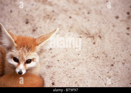 Fennec, Wüstenfuchs (Vulpes Zerda) Stockfoto