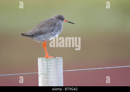 Die gemeinsame Rotschenkel oder einfach Rotschenkel (Tringa Totanus) ist eine eurasische Wader in der großen Familie Scolopacidae. Stockfoto