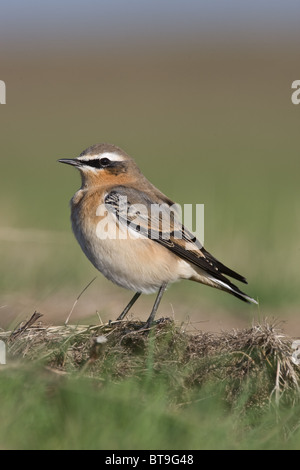 Die nördliche oder Steinschmätzer Steinschmätzer (Oenanthe oenanthe) Herbst männlich in Norfolk, UK, auf der Suche nach Nahrung. Stockfoto