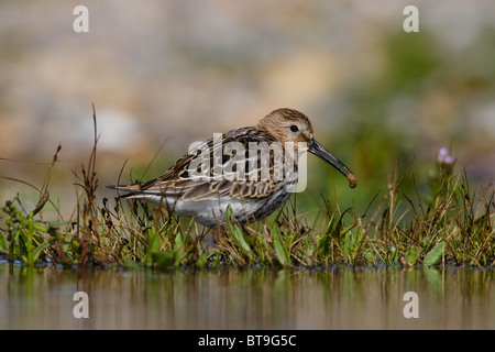 Alpenstrandläufer, Calidris Alpina, Norfolk, Großbritannien. Stockfoto