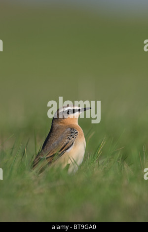 Die nördliche oder Steinschmätzer Steinschmätzer (Oenanthe oenanthe) Herbst männlich in Norfolk, UK, auf der Suche nach Nahrung. Stockfoto