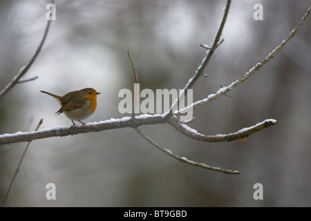 Das Rotkehlchen (Erithacus Rubecula), allgemein bekannt in Großbritannien als das Rotkehlchen ist ein kleiner insektenfressende Sperlingsvögel Vogel. Stockfoto