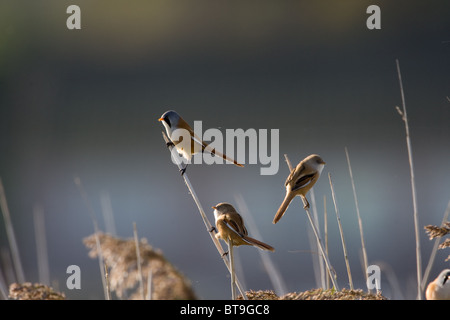 Die bärtigen Reedling, Panurus Biarmicus, Norfolk, Großbritannien. Stockfoto