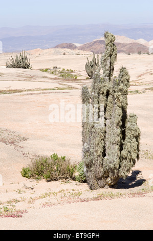 Kakteen auf dem Weg nach Los Lomitas Flechten überleben soll Nebel Parque National Pan de Azucar Atacama Chile bestehen, unterliegen Stockfoto