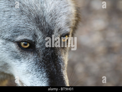 Nahaufnahme der Augen von einem kanadischen grauer Wolf Stockfoto