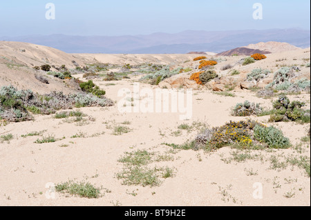 Tal auf dem Weg nach Los Lomitas nach Regen im Frühling Blumen Parque National Pan de Azucar Atacama Chile Südamerika Stockfoto