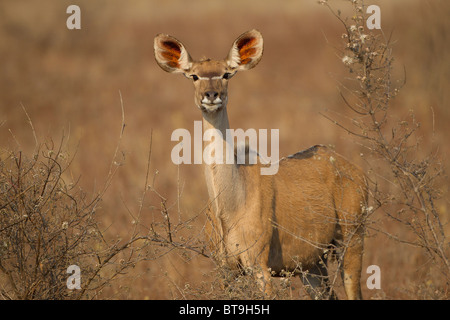 Kudu im Buschfeld, Kruger Park, Südafrika Stockfoto