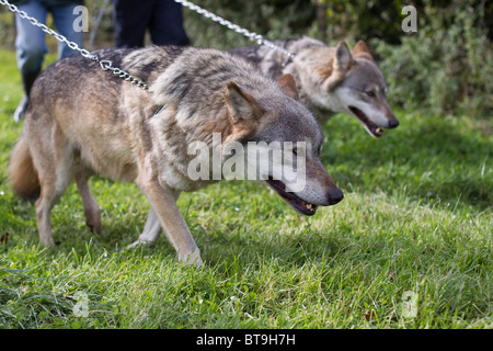 Zwei europäische grauen Wölfe an der Leine Stockfoto