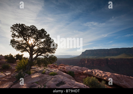 Utah-Wacholder (Juniperus Osteosperma) bei Toroweap Point, Tuweep Area, Grand Canyon, North Rim, Arizona, USA Stockfoto