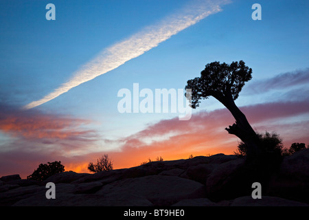 Utah-Wacholder (Juniperus Osteosperma) in den Sonnenuntergang bei Toroweap Point, Tuweep Area, Grand Canyon, North Rim, Arizona, USA Stockfoto