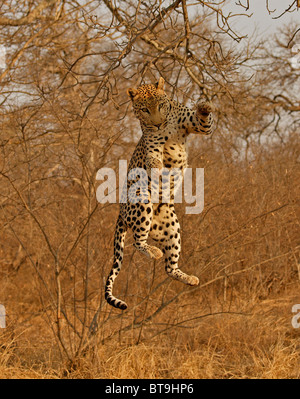 Leopard Herausfallen eines Baumes im Buschfeld, Krüger Nationalpark, Südafrika. Stockfoto