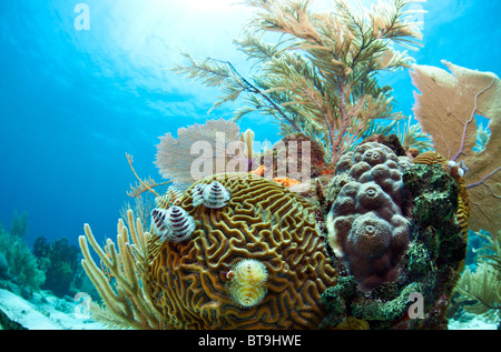 Korallenriffe vor der Küste von Roatan Honduras Stockfoto