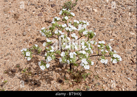 Nolana SP brach in Blume nach El-Niño-Straße nach Los Lomitas Parque National Pan de Azucar Atacama (III) Chile regnet. Stockfoto