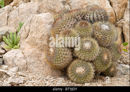 Über 20 verschiedene Kakteen wachsen in unwirtlichen Bedingungen im Parque National Pan de Azucar Atacama (III) Chile Südamerika Stockfoto