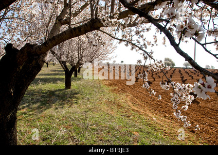 Pfirsichbäume in Reihen Stockfoto