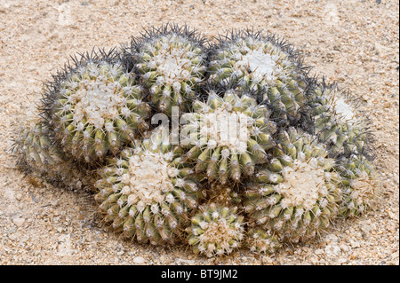 Über 20 verschiedene Kakteen wachsen in unwirtlichen Bedingungen im Parque National Pan de Azucar Atacama (III) Chile Südamerika Stockfoto