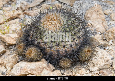 Über 20 verschiedene Kakteen wachsen in unwirtlichen Bedingungen im Parque National Pan de Azucar Atacama (III) Chile Südamerika Stockfoto