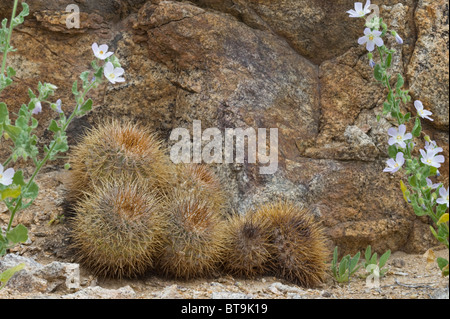 Über 20 verschiedene Kakteen wachsen in unwirtlichen Bedingungen im Parque National Pan de Azucar Atacama (III) Chile Südamerika Stockfoto