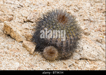 Über 20 verschiedene Kakteen wachsen in unwirtlichen Bedingungen im Parque National Pan de Azucar Atacama (III) Chile Südamerika Stockfoto