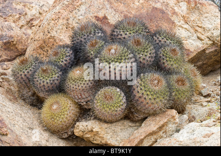 Über 20 verschiedene Kakteen wachsen in unwirtlichen Bedingungen im Parque National Pan de Azucar Atacama (III) Chile Südamerika Stockfoto