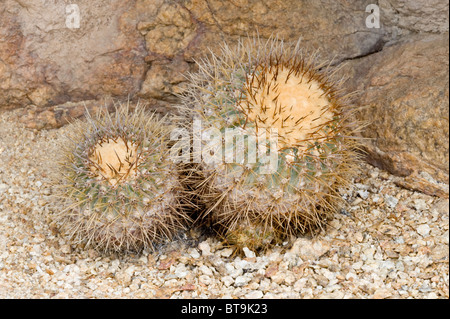 Über 20 verschiedene Kakteen wachsen in unwirtlichen Bedingungen im Parque National Pan de Azucar Atacama (III) Chile Südamerika Stockfoto