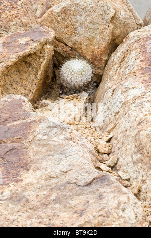 Über 20 verschiedene Kakteen wachsen in unwirtlichen Bedingungen im Parque National Pan de Azucar Atacama (III) Chile Südamerika Stockfoto