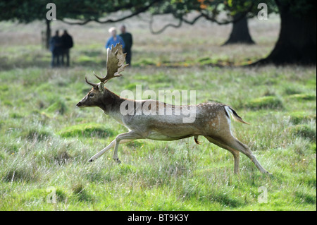 Die Menschen gehen vorbei an Damwild Hirsche in Petworth Park West Sussex im sonnigen Herbsttag 2010 Oktober Stockfoto