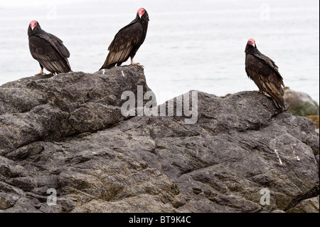 Die Türkei Geier (Cathartes Aura) Barsch auf die Küsten Felsvorsprung Caleta Pan de Azucar Norte Chico Chile Südamerika Stockfoto