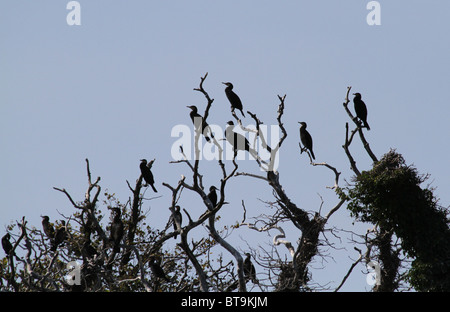 Gruppe von Schlafplatz Kormorane in toten Baum am Hornsea Mere in North Yorkshire. Stockfoto