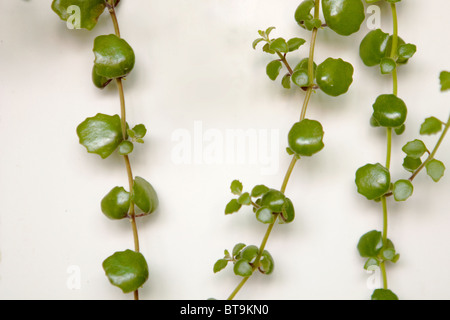 Zierpflanze für den Innenbereich - Münzschnur oder Peperomia pepperspot Stockfoto