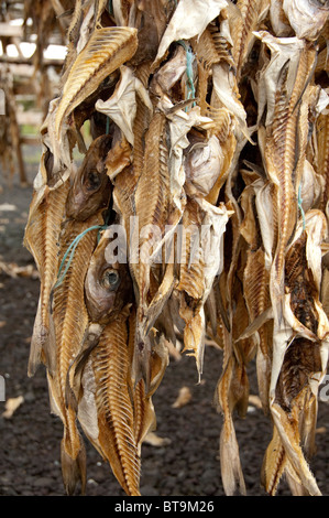 Island, Halbinsel Reykjanes Hafnarfjordur. Traditionellen Lager Fisch (Stockfisch) Trocknung auf typischen hölzernen Gestellen. Stockfoto