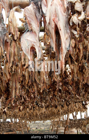 Island, Halbinsel Reykjanes Hafnarfjordur. Traditionellen Lager Fisch (Stockfisch) Trocknung auf typischen hölzernen Gestellen. Stockfoto