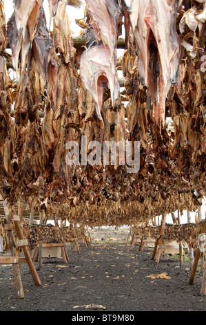 Island, Halbinsel Reykjanes Hafnarfjordur. Traditionellen Lager Fisch (Stockfisch) Trocknung auf typischen hölzernen Gestellen. Stockfoto