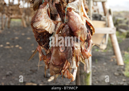 Island, Halbinsel Reykjanes Hafnarfjordur. Traditionellen Lager Fisch (Stockfisch) Trocknung auf typischen hölzernen Gestellen. Stockfoto