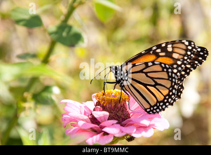 Orange, schwarz und weiß Monarchfalter Fütterung Stockfoto