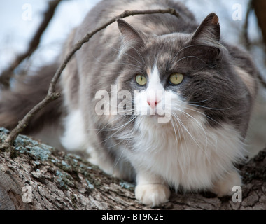 Schöne blau-weiß-Creme-Calico-Katze in einem Baum Stockfoto